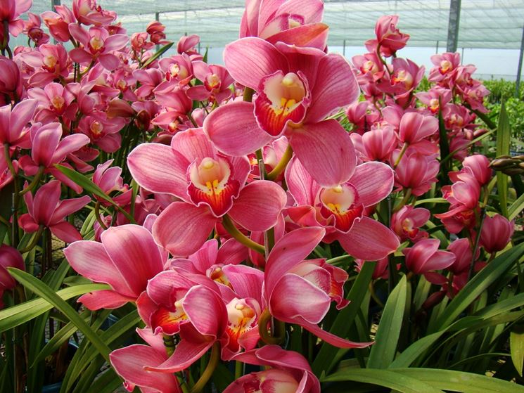 Piante di Orchidee Cymbidium