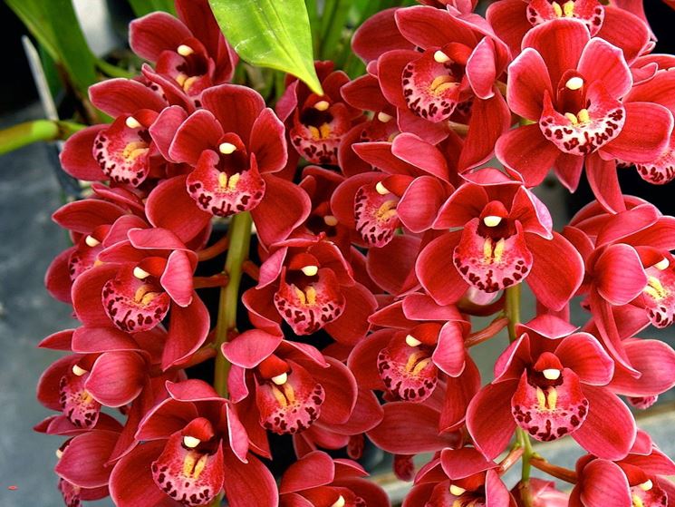 Fiori di Orchidee Cymbidium