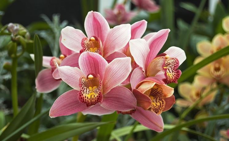 Fiori orchidea cymbidium