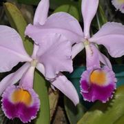 Cura delle orchidee in casa