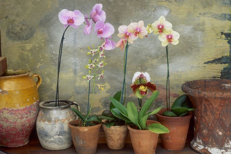 Orchidee coltivate in casa