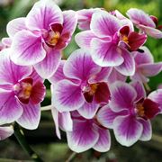 Un esemplare di orchidea italiana