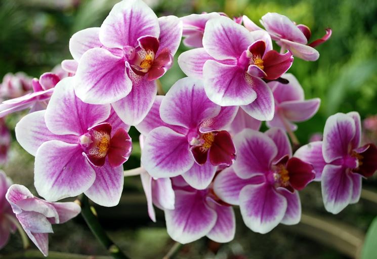 Un esemplare di orchidea italiana