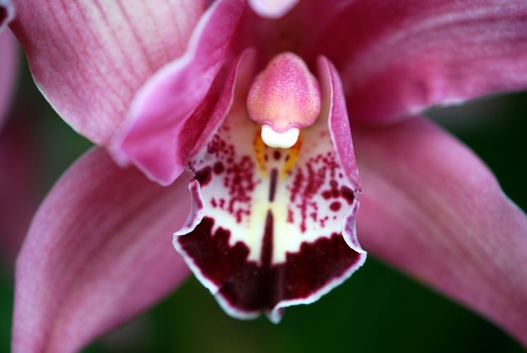 Una tipologia di orchidea italiana