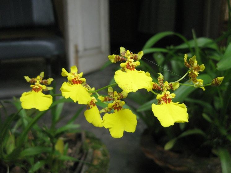 Orchidea oncidium