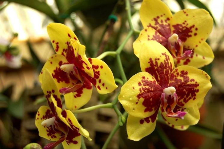 Orchidee Phalaenopsis gialle