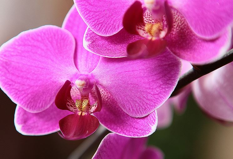 Tipologia di Orchidea Phalaenopsis