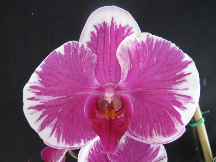 Orchidea Phalaenopsis