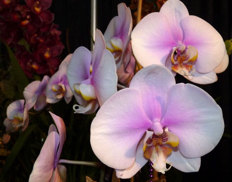 Fiori delle Orchidee Phalaenopsis