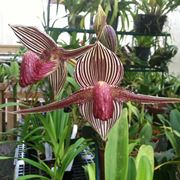 Orchidea rothschild