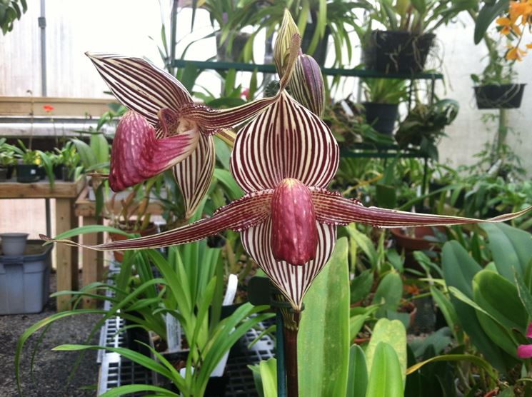 Orchidea rothschild