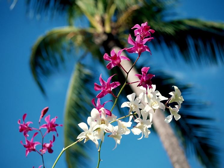 Orchidea hawaiane