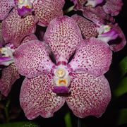 Orchidee Vanda