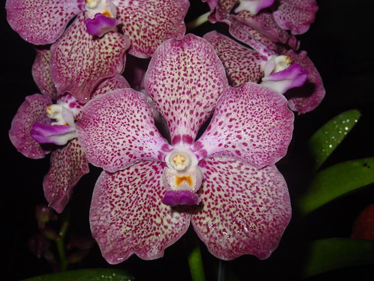 Orchidee Vanda