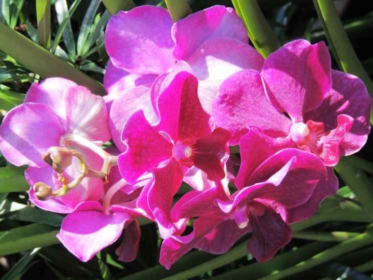 Orchidea Vanda al sole