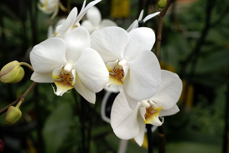 Ramo di orchidee bianche