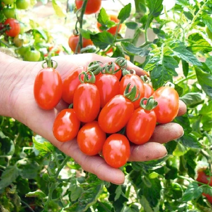 pomodori datterini