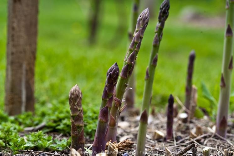 Asparagi coltivazione