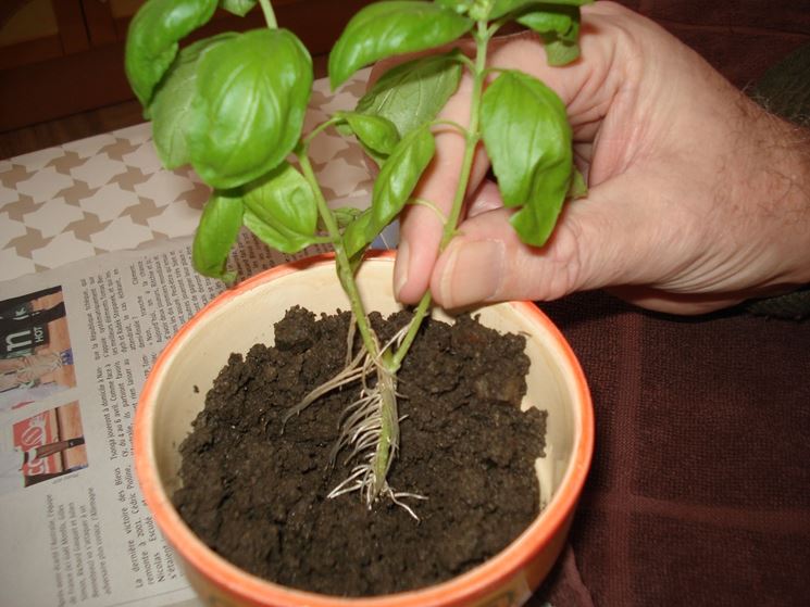 Trapianto basilico vaso