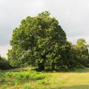 Albero castagno