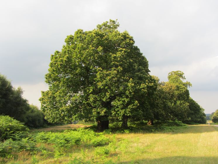 Albero castagno