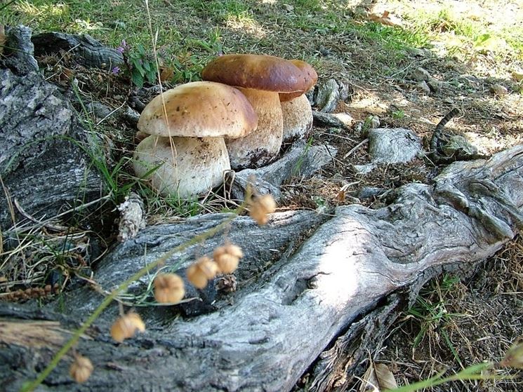 Funghi bosco