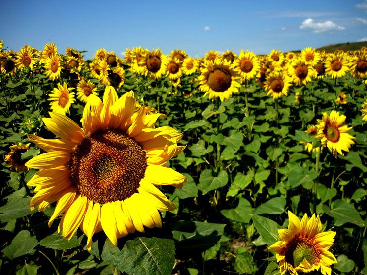 Campo di girasoli