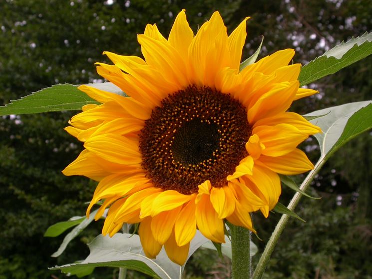 fiori girasole