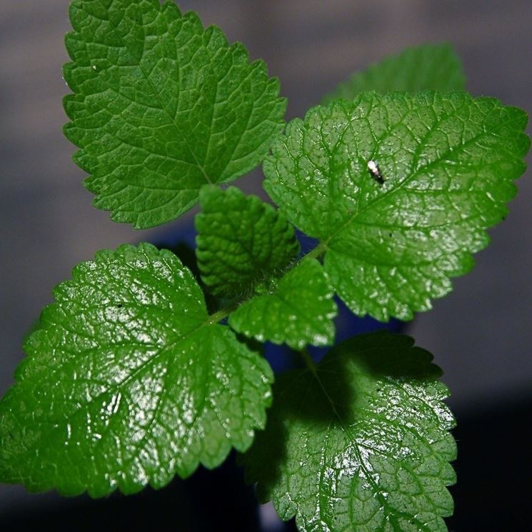 Menta fiorita