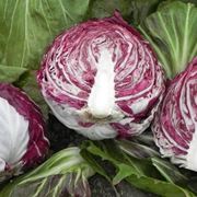 Radicchio foglie rosse