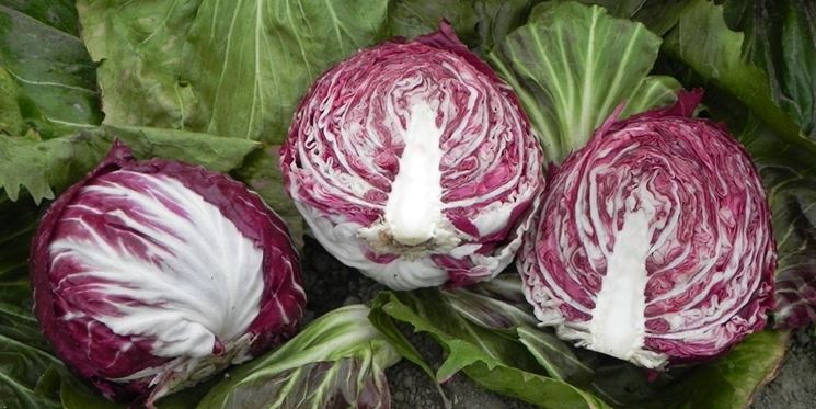 Radicchio foglie rosse