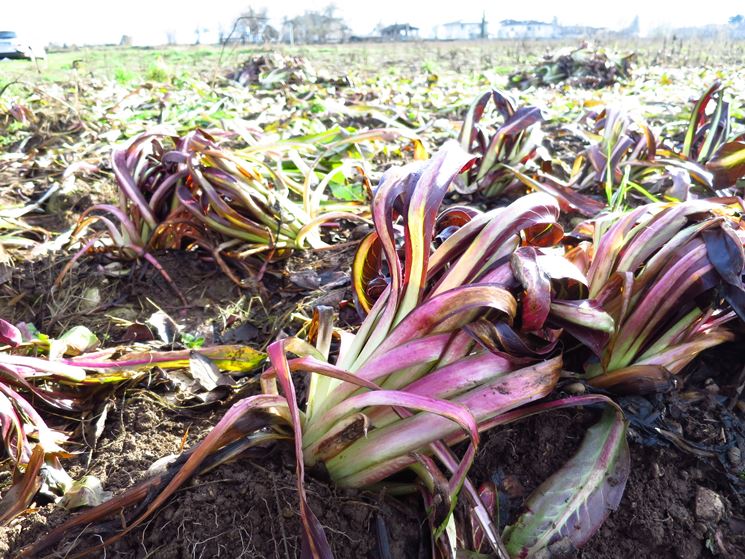 Coltivazione radicchio