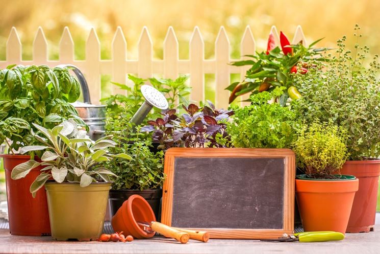 Erbe aromatiche in vaso e in cucina