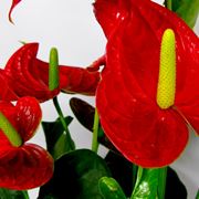 Fiore di Anthurium rosso