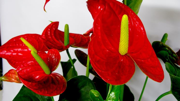 Fiore di Anthurium rosso