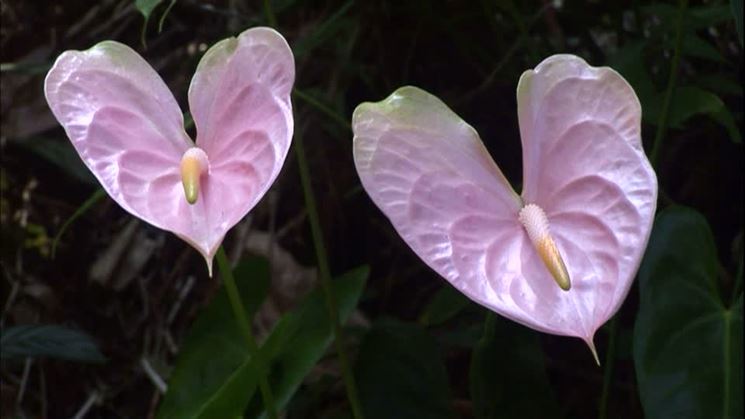 Fiori di Anthurium rosa