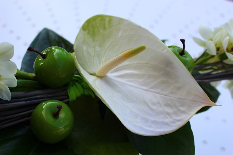 Fiore di Anthurium bianco