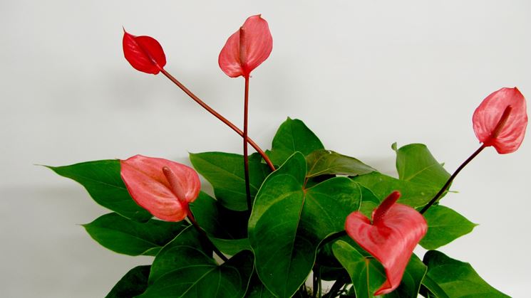 Pianta anthurium