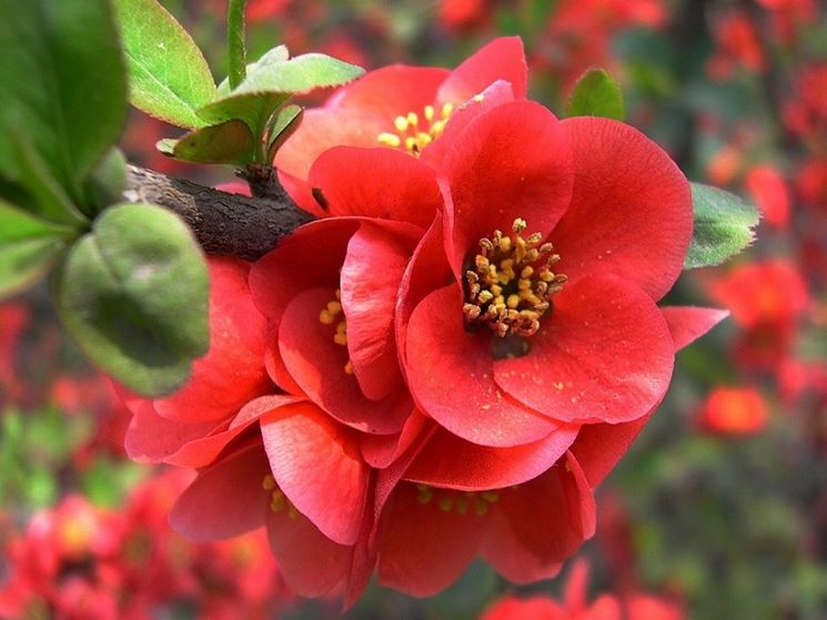 Begonia rossa