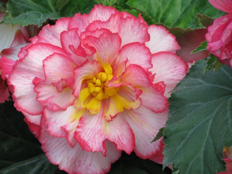 Begonia tuberosa