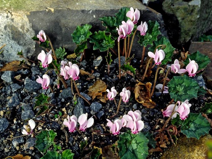 Fiori balcone