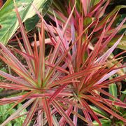 Dracena bicolor