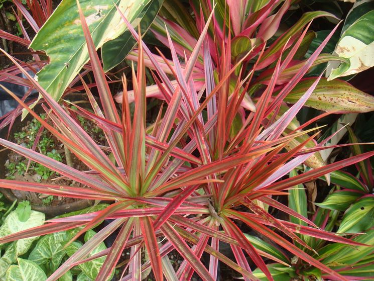 Dracena bicolor