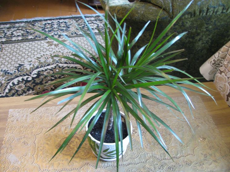 Dracena casa