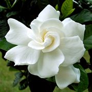 Splendido fiore di gardenia