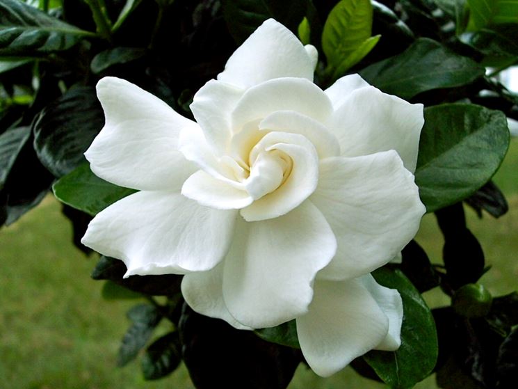 Splendido fiore di gardenia