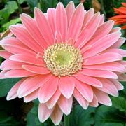 Gerbera rosa