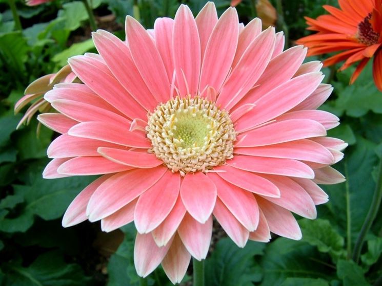 Gerbera rosa