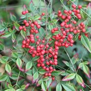 Nandina domestica