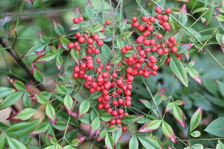 Nandina domestica